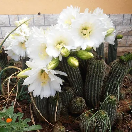 Apartament M&m Gornji Karin