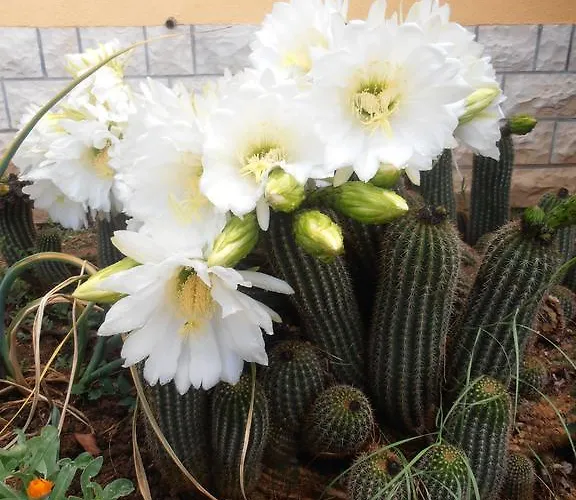 Apartamento M&m Gornji Karin